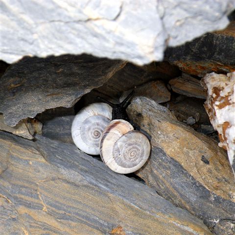 Chilostoma cingulatum (alzonai)